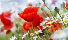 10月下旬事业头等旺，财运傍身的生肖，无论男女，今后只富不穷