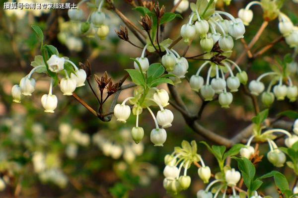 指迷居士生肖阳历运气：生肖鼠2023年阳历6月16日运气算命 2