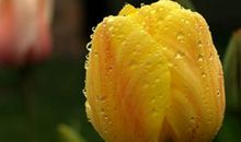 4月末，怕相思，已相思，一心渴望复合的星座，桃李春风与共