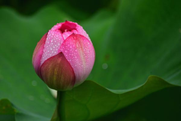 十二生肖中，异性缘好，桃花运旺的4个生肖，不花心滥情 2