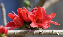 测试：觉得哪一朵木棉花最鲜？测这段时间你有啥好事发生？