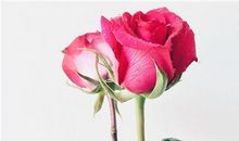 有缘无分，12生肖注定和谁擦肩而过