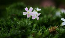 未来13天，桃花飞舞，喜鹊盈门，巧遇真爱的4个星座