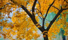 2020年初，富贵满堂，钱财无忧，好日子不发愁的四个生肖