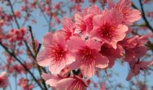 11月底招财纳福，事业扶摇直上，吉星入命，越过越有钱的3生肖