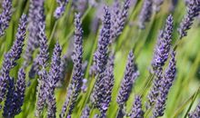 元旦开始顺风顺水，贵人提点，事业如鱼得水，财源广进的3大生肖