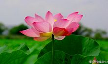 2020年2月起，富贵盈门，家业兴隆，有财有势的四个生肖