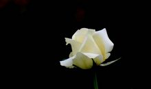 12月吉星庇佑，运势上佳，诸事顺畅，横财惹人羡慕的四属相