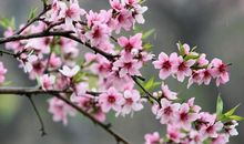 4月份开始，这3生肖，要财有财，要喜有喜，心想事成