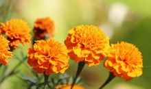 2020年会被横财砸中的3大生肖，一旦被砸中就是发大财，大富大贵