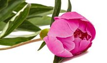 志向远大的4属相，未来三年飞黄腾达，被好运包围，事业蒸蒸日上