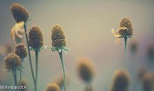 正月初六起，百事如意，财源广进，运势喜人的4大生肖