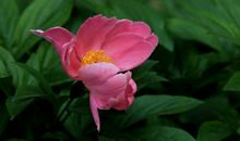 11月19号起财运飙升，事业有极大的进步，赚大钱，发大财的四属相