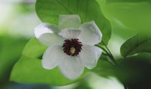 掉进钱堆里的3个生肖，2月开始，财运大涨，赚钱越来越多！