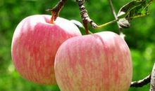 在男友或老公眼中很有文雅气质的生肖女