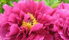 2019年底4属相有好运加身，财神驾临，贵人如云，早晚会成功