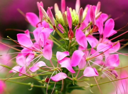 到5月5号，4属相吉星照耀，运势节节高升，苦尽甘来，生活甜美