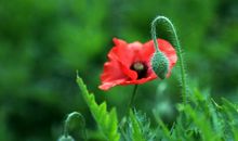 3月中下旬，由凶转吉，命运向好，财运高涨的4个生肖