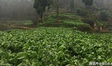 原创 四川龙吐珠风水宝地，风水大师王君植带成都风水培训弟子眉山寻龙点穴