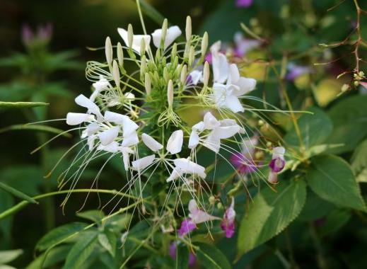 到5月5号，4属相吉星照耀，运势节节高升，苦尽甘来，生活甜美 1