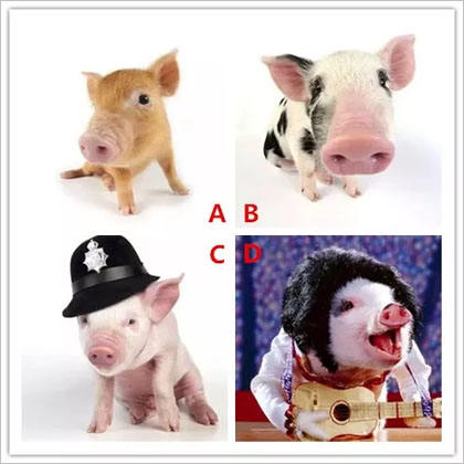 选择你喜欢的小猪 测猪年你会有什么收获