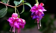 生肖属龙的男人2020年贵人运，遇五鬼搅局破坏人缘宫，易招致小人