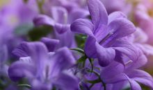 秦阳明2020年生肖属虎每月运势，六月遇最佳时机，九月情感高涨