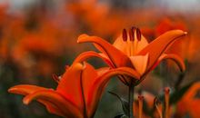 恭喜四生肖财运红似火，10月19号开始有贵人送来喜报，过得很有劲儿!