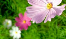 2020年3月财运最好的生肖，属兔人3月里赚钱顺利又轻松