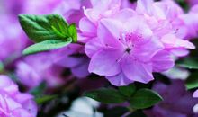 10月末门前祥云绕，横财正财连旺，大富特富，没人敢瞧不起的生肖