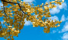 秦阳明2020年生肖属蛇每月运势，二月初遇机会，十月遭受质疑