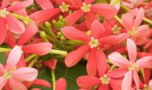 秦阳明2020年生肖属龙每月运势，五月事业波动大，九月顺利发展