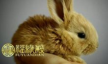 卯兔是什么意思