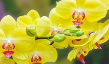 2020年3月桃花运最好的生肖，属牛人有红鸾吉星关照，婚姻有利