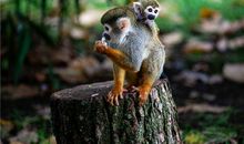 1968年的属什么生肖(图文)