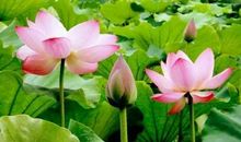 最让女人有安全感的3生肖男，不仅温柔浪漫，而且非常靠谱又真诚