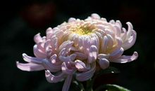 秦阳明2020年生肖属牛每月运势，一月大运良好，六月运气最差