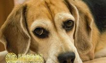 属牛男和属狗女在一起合适吗