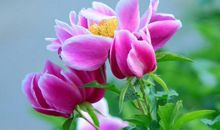 2020庚子年农历六月出生的鼠宝宝命运，困境崛起，事业成功