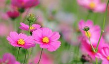 2020庚子年农历七月出生的鼠宝宝命运，一生幸福荣华，享尽天伦之福