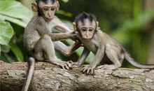 1956年的属什么生肖(图文)