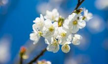 未来一个月事业突飞猛进，贵人助力，求财添财，富贵有余的3生肖