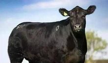 2021年属牛几月出生命苦？2021年属牛的孩子几月出生命不好