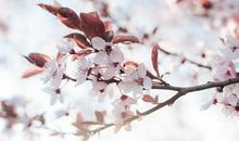 3月初，坚持不懈，勇往直前，蒸蒸日上的三大星座