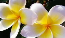 2020庚子年农历十一月出生的鼠宝宝命运，命中藏财，天生富贵命格