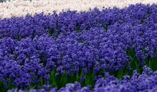 2020庚子年农历十月出生的鼠宝宝命运，大有福气，好运连绵不断