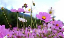 2020庚子年农历十二月出生的鼠宝宝命运，一生飞黄腾达，大富大贵