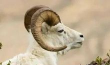 属羊妈妈和什么属相的孩子是六合 三合(图文)