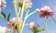 2020年2月贵人运最好的生肖，属鼠人受贵人提携，机会大增