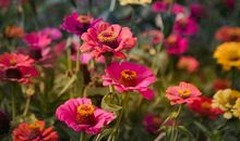 1980年的生肖何时好运(图文)